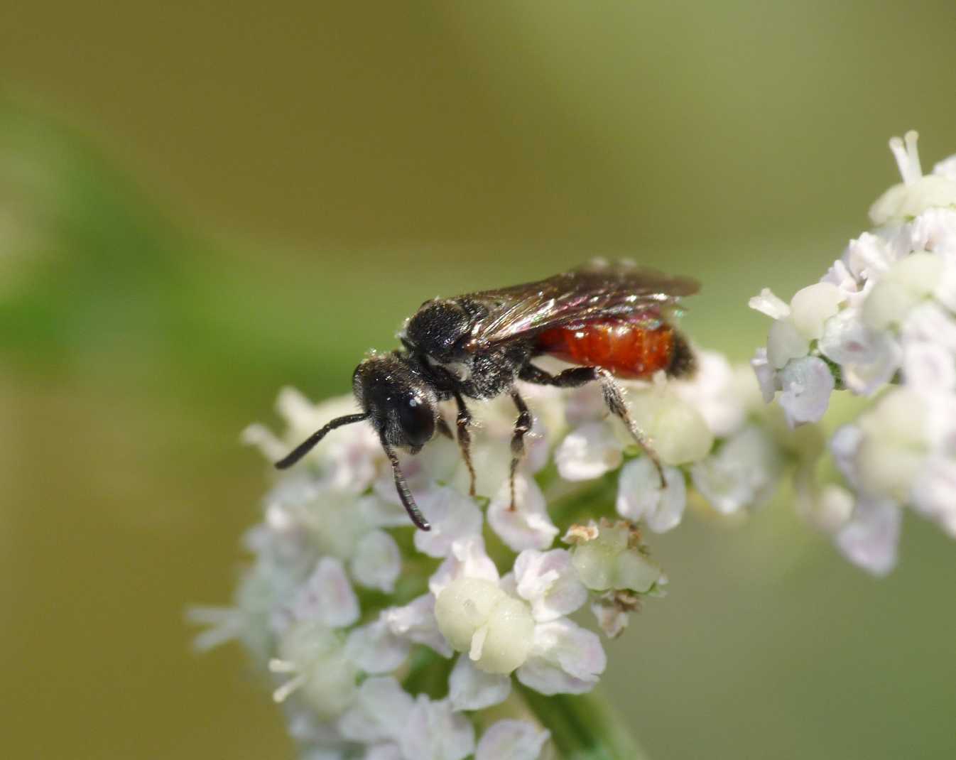 Mini Sphecodes sp.